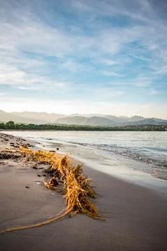 Kelp at Beach Stock Photos