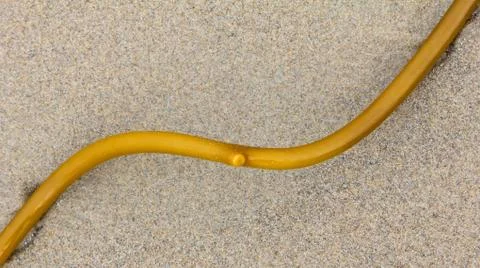 Kelp on Beach in Subtle Curve Shape 스톡 사진
