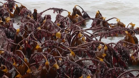 Kelp bed exposed at low tide. Bristol Channel. Devon. England. UK Stock Footage 235126638