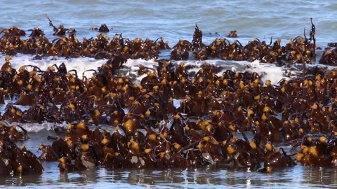 Kelp bed exposed at low tide in the Bristol Channel. Devon. England. UK Stock Footage 235126643