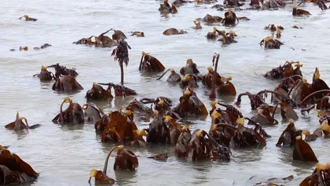 Kelp bed exposed at low tide. Bristol Channel. Devon. England. UK Stock Footage 235127234