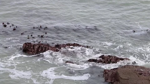 Kelp bed at low tide. Bristol Channel. Devon. England. UK Stock Footage 235179739