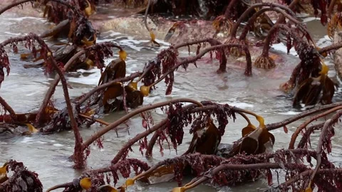 Kelp bed at low tide. Devon. England. UK Stock Footage 235126684