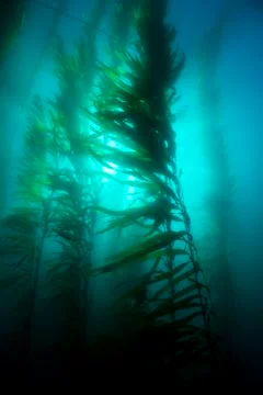 Kelp bed Stock Photos