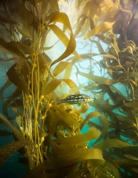 Kelp Canopy Calico Stock Photos