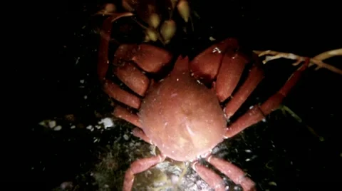 KELP CRAB Stock Footage 10857457