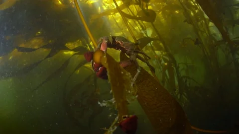 Kelp crab in a patch of forest in the Pacific Northwest in Canada. Stock Footage 333028464