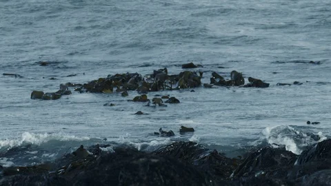 Kelp floating in waves 4K Stock Footage 128508979