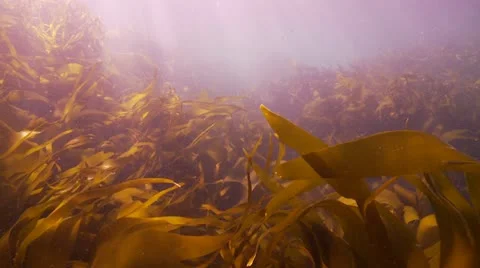 Kelp Stock Footage 12413887