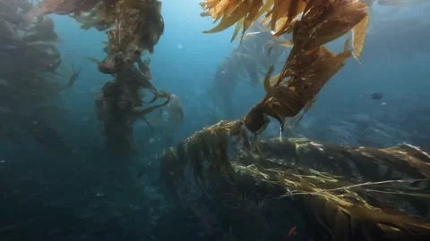 Kelp Forest 1 Stock Footage 170680214