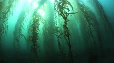 Kelp Forest and Sunlight Stock Footage