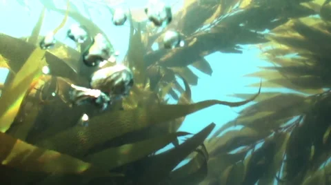 Kelp Forest bubbles floating to surface underwatater Stock Footage 54294281