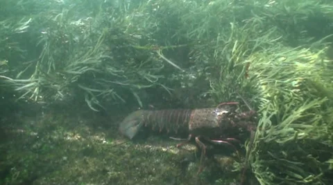 Kelp forest california spiny lobster on rock Stock Footage 54294553