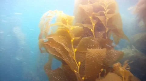 KELP FOREST Stock Footage 10855064
