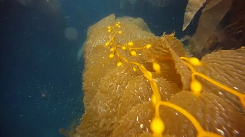 KELP FOREST Stock Footage 10855106