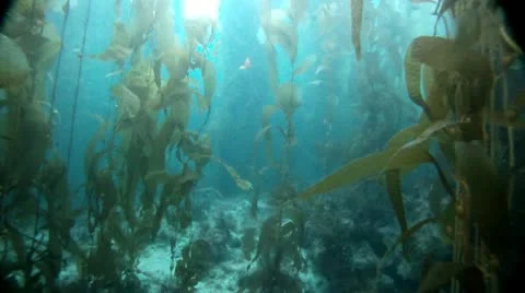 KELP FOREST Stock Footage 10855170
