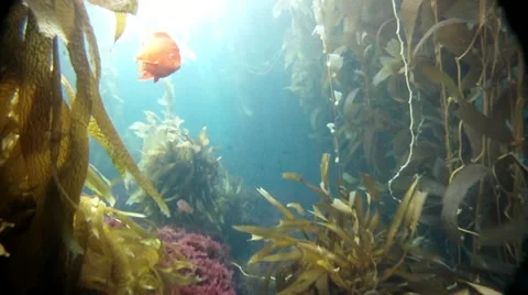 KELP FOREST Stock Footage 10855225