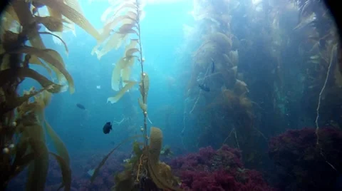 KELP FOREST Stock Footage 10855260