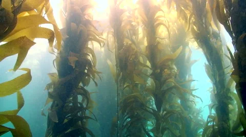 Kelp Forest Stock-Footage 64799667