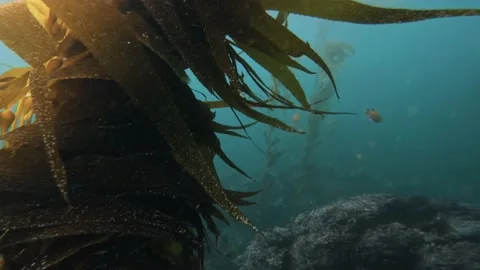 Kelp Forest Stock Footage 170801045