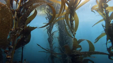 Kelp Forest Stock Footage 170801164