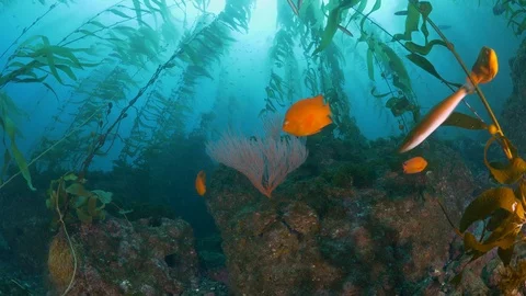 Kelp forest with Garibaldi fish and a colorful gorgonian Vidéo 99401407