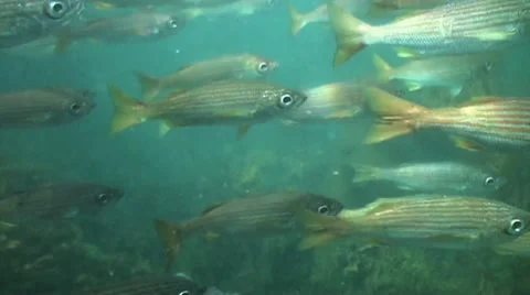 Kelp Forest large school of fish slow motion01 Stock Footage 54294375