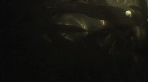 Kelp Forest at Night Stock Footage 8745521