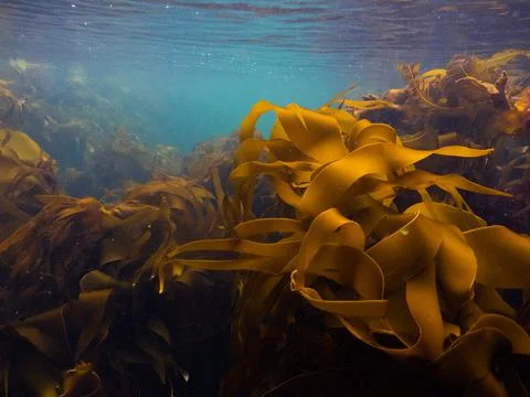 Kelp forest Fotos Stock