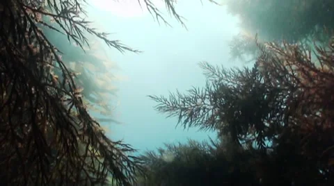Kelp forest POV slow motion Stock Footage 54294372