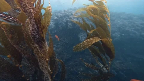 Kelp Forest Reef and Fish Stock Footage 170801068