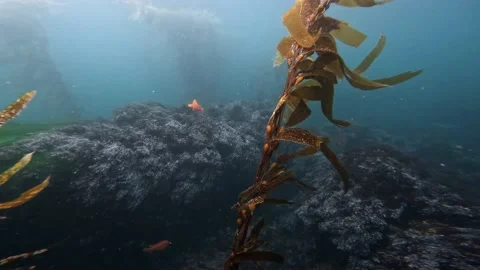 Kelp Forest Reef and Fish Stock Footage