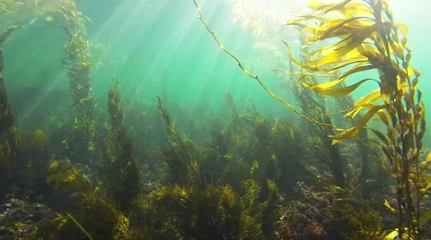 Kelp Forest Shallow Depth Video stock 41339526