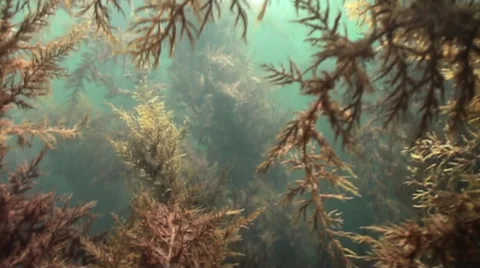 Kelp forest slow motion POV red seaweed Stock Footage 54294544