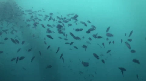 Kelp Forest small fish school schoaling Stock Footage 54294261