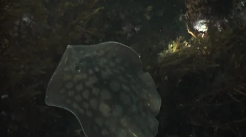 Kelp Forest Stingray moving trough seaweed slow motion Stock Footage 54294468
