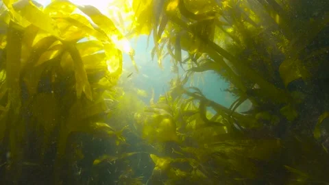 Kelp forest underwater ocean algae seaweeds Furbellows Atlantic Spain Stock Footage 160686231