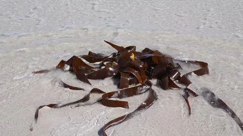 Kelp forest undulating beneath gentle waves 库存影片 308158400