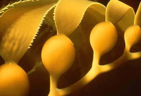 Kelp Fronds Stock Photos