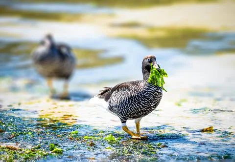 Kelp Goose Stock Photos