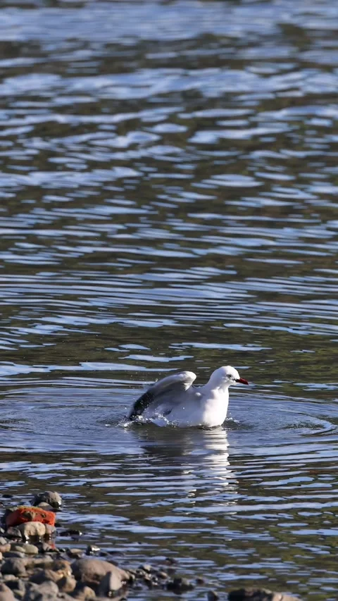 Kelp Gull Bathing in Akaroa Waters Vídeos de archivo 309178837
