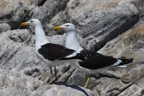 Kelp Gull on the cliff Stock Photos