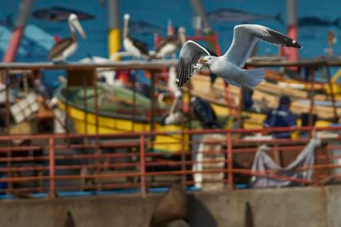 Kelp Gull in Flight Foto stock