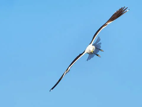 Kelp Gull in flight Stock Photos