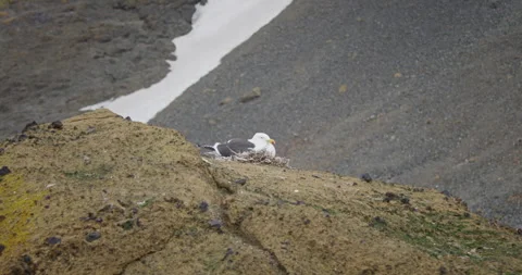Kelp Gull Nesting on Rugged Rocky Cliff in Antarctica with Snow Patch Vídeos de archivo 312155082