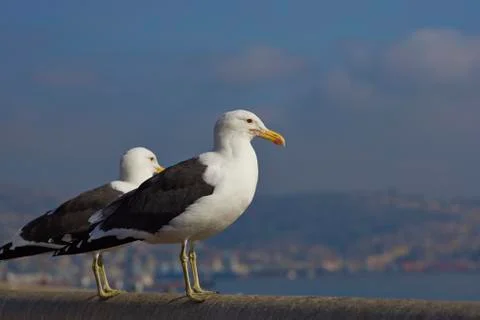 Kelp Gulls Foto stock