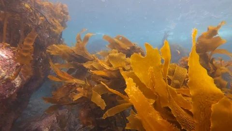 Kelp in the intertidal zone of temprate pacific ocean in New Zealand Stock Footage 95388633