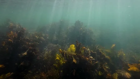 Kelp landscape Stock Footage 303970003