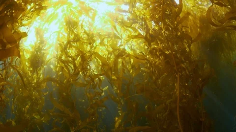 Kelp near the surface with sunlight shining through Stock Footage 99400784