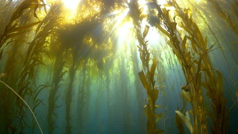 Kelp near the surface with sunlight shining through Vidéo 99401071